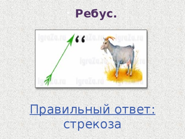 Ребус. Правильный ответ: стрекоза 