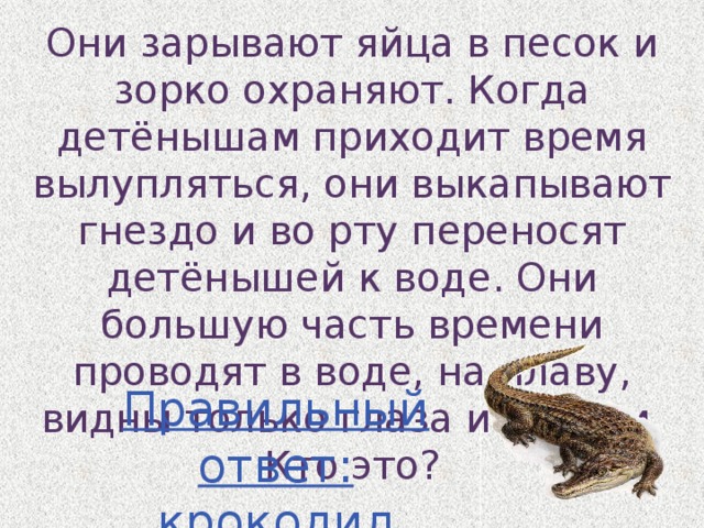 Они зарывают яйца в песок и зорко охраняют. Когда детёнышам приходит время вылупляться, они выкапывают гнездо и во рту переносят детёнышей к воде. Они большую часть времени проводят в воде, на плаву, видны только глаза и ноздри. Кто это? Правильный ответ: крокодил 