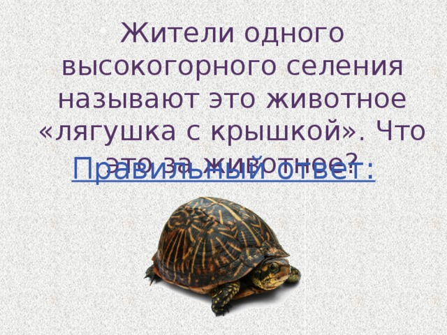 Жители одного высокогорного селения называют это животное «лягушка с крышкой». Что это за животное? Правильный ответ: 