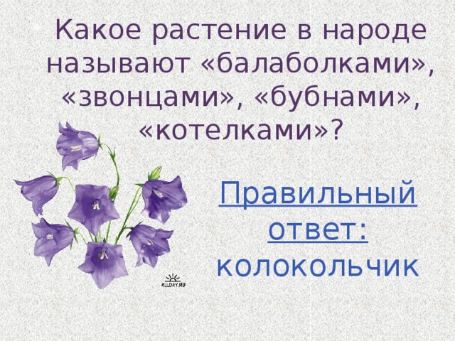 Какое растение в народе называют «балаболками», «звонцами», «бубнами», «котелками»? Правильный ответ: колокольчик 