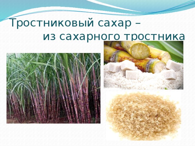 Сахарный тростник в россии. Сахарный тростник и сахарная свекла. Сахар из тростника. Из чего делают сахар. Тростниковый и свекольный сахар.