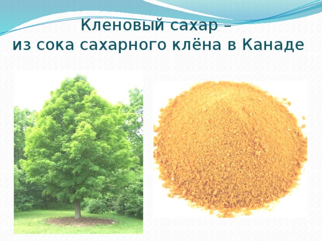 Кленовый сахар –  из сока сахарного клёна в Канаде   