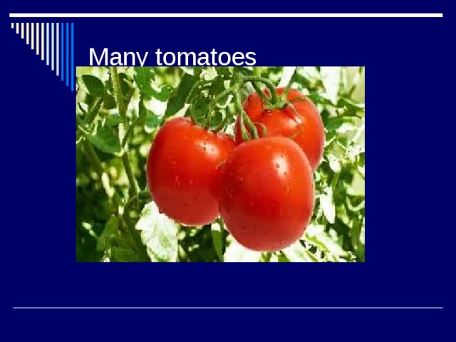 Many tomatoes 