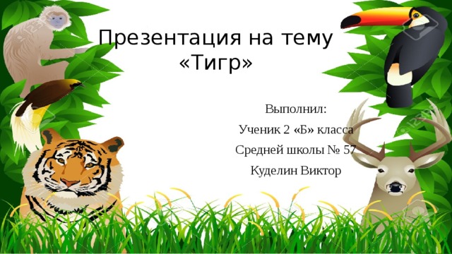 Презентация на тему «Тигр» Выполнил: Ученик 2 «Б» класса Средней школы № 57 Куделин Виктор 