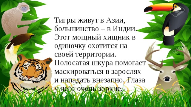 Тигры живут в Азии, большинство – в Индии. Этот мощный хищник в одиночку охотится на своей территории. Полосатая шкура помогает маскироваться в зарослях и нападать внезапно. Глаза у него очень зоркие. 