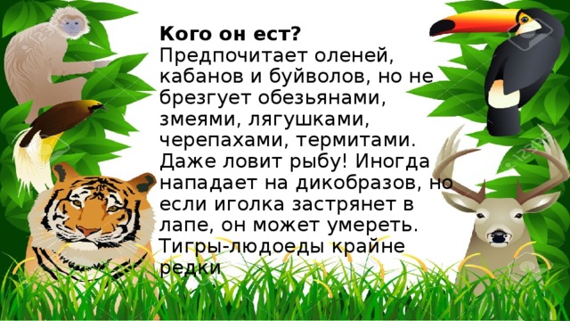 Кого он ест?  Предпочитает оленей, кабанов и буйволов, но не брезгует обезьянами, змеями, лягушками, черепахами, термитами. Даже ловит рыбу! Иногда нападает на дикобразов, но если иголка застрянет в лапе, он может умереть. Тигры-людоеды крайне редки 