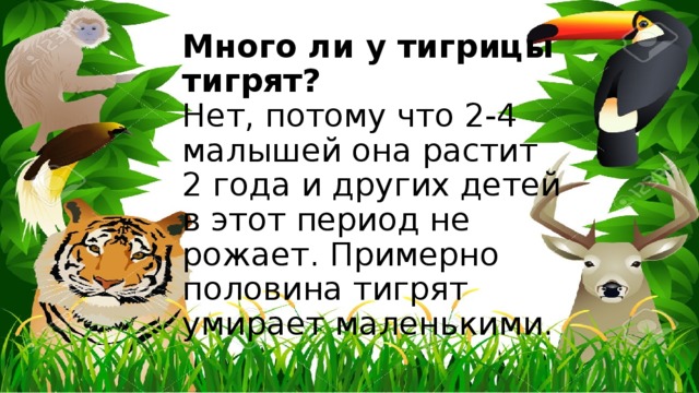 Много ли у тигрицы тигрят?  Нет, потому что 2-4 малышей она растит 2 года и других детей в этот период не рожает. Примерно половина тигрят умирает маленькими. 