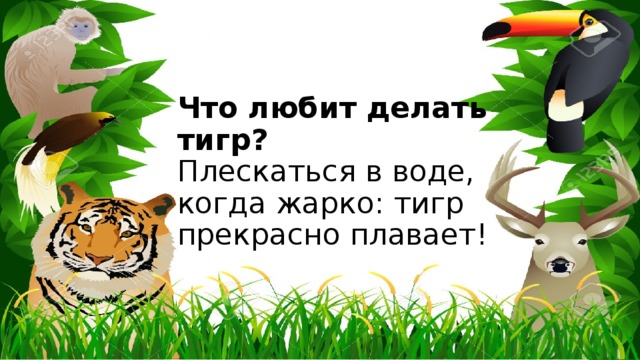 Что любит делать тигр?  Плескаться в воде, когда жарко: тигр прекрасно плавает! 