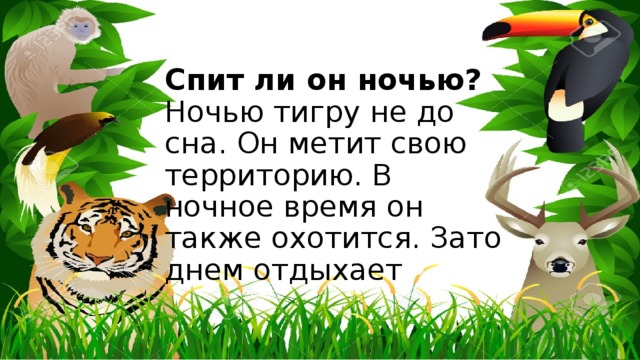 Спит ли он ночью?  Ночью тигру не до сна. Он метит свою территорию. В ночное время он также охотится. Зато днем отдыхает 