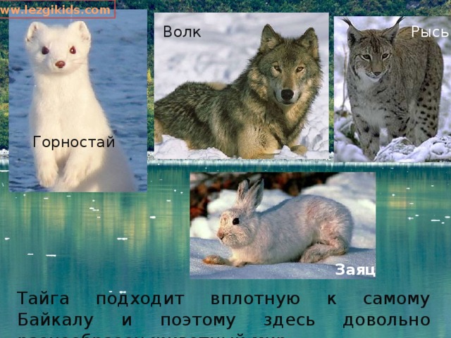 www.lezgikids.com Волк Рысь Горностай Заяц Тайга подходит вплотную к самому Байкалу и поэтому здесь довольно разнообразен животный мир. 