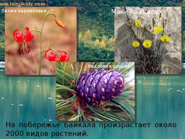 www.lezgikids.com Лилия карликовая Маки на скалах Кедровая шишка На побережье Байкала произрастает около 2000 видов растений. 