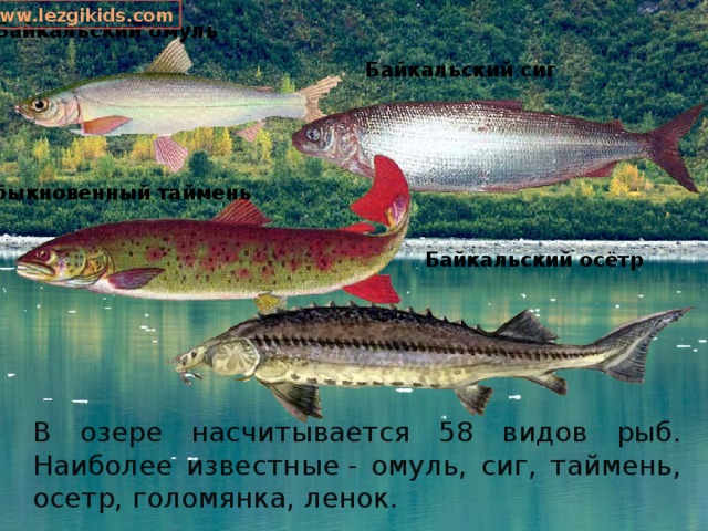 www.lezgikids.com Байкальский омуль Байкальский сиг Обыкновенный таймень Байкальский осётр В озере насчитывается 58 видов рыб. Наиболее известные - омуль, сиг, таймень, осетр, голомянка, ленок. 