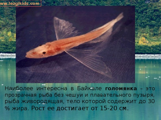 www.lezgikids.com Наиболее интересна в Байкале голомянка – это прозрачная рыба без чешуи и плавательного пузыря, рыба живородящая, тело которой содержит до 30 % жира. Рост ее достигает от 15-20 см. 