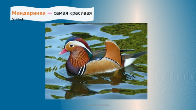 Мандаринка — самая красивая утка. Iraida Mokshanova 