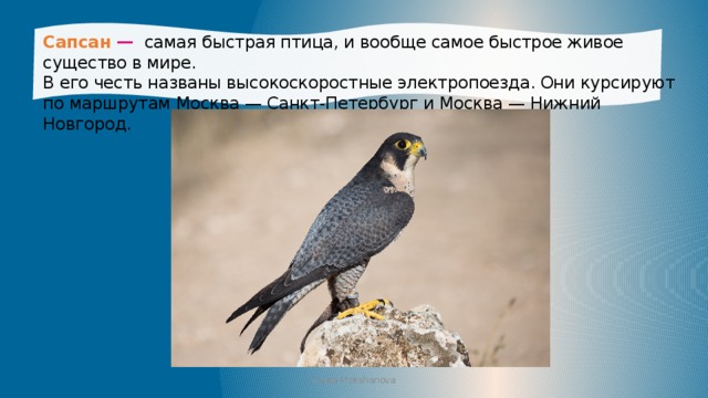 Сапсан — самая быстрая птица, и вообще самое быстрое живое существо в мире. В его честь названы высокоскоростные электропоезда. Они курсируют по маршрутам Москва — Санкт-Петербург и Москва — Нижний Новгород. Iraida Mokshanova 