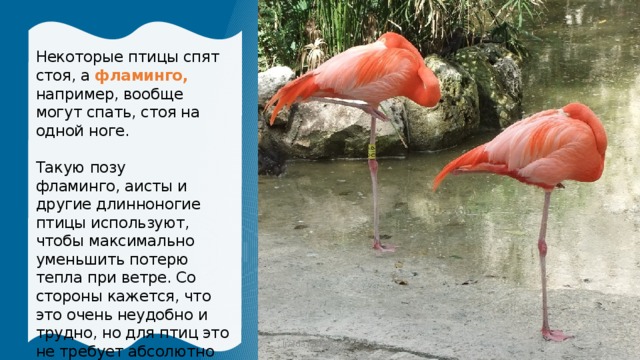 Некоторые птицы спят стоя, а фламинго, например, вообще могут спать, стоя на одной ноге. Такую позу фламинго, аисты и другие длинноногие птицы используют, чтобы максимально уменьшить потерю тепла при ветре. Со стороны кажется, что это очень неудобно и трудно, но для птиц это не требует абсолютно никаких усилий. Iraida Mokshanova 