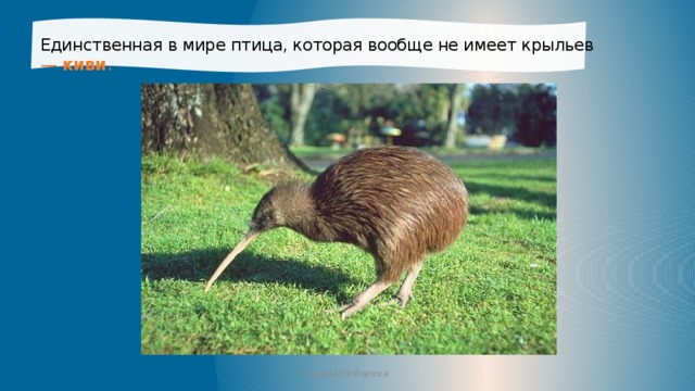 Единственная в мире птица, которая вообще не имеет крыльев — киви .  Iraida Mokshanova 