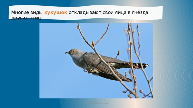 Многие виды кукушек откладывают свои яйца в гнёзда других птиц. Iraida Mokshanova 
