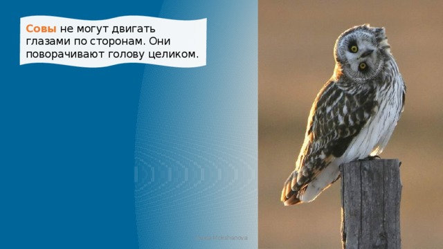 Совы не могут двигать глазами по сторонам. Они поворачивают голову целиком.   Iraida Mokshanova 