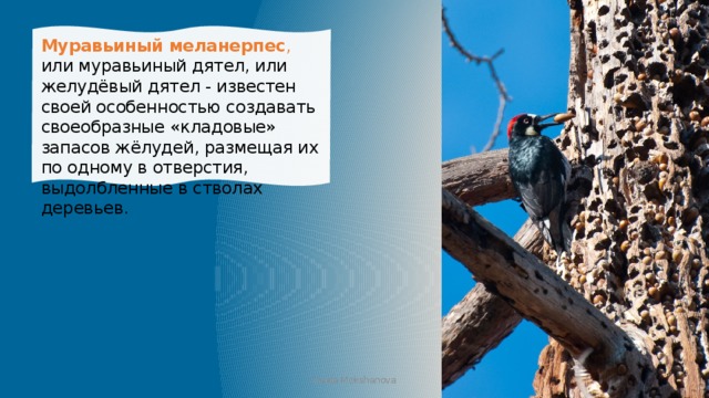 Муравьиный меланерпес , или муравьиный дятел, или желудёвый дятел - известен своей особенностью создавать своеобразные «кладовые» запасов жёлудей, размещая их по одному в отверстия, выдолбленные в стволах деревьев. Iraida Mokshanova 