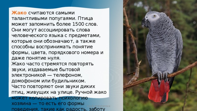 Жако  считаются самыми талантливыми попугаями. Птица может запомнить более 1500 слов. Они могут ассоциировать слова человеческого языка с предметами, которые они обозначают, а также способны воспринимать понятие формы, цвета, порядкового номера и даже понятие нуля. Жако часто стремятся повторять звуки, издаваемые бытовой электроникой — телефоном, домофоном или будильником. Часто повторяют они звуки диких птиц, живущих на улице. Ручной жако может копировать психологию хозяина — то есть его формы поведения, такие как радость, заботу и раздражительность. Iraida Mokshanova 
