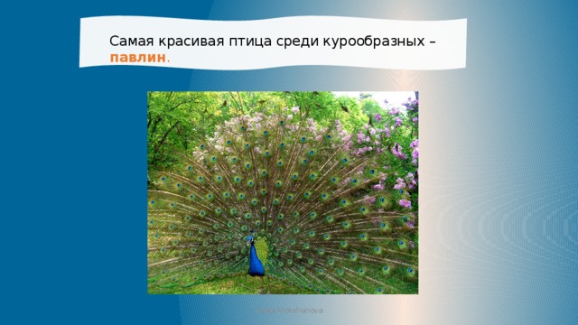 Самая красивая птица среди курообразных – павлин .   Iraida Mokshanova 