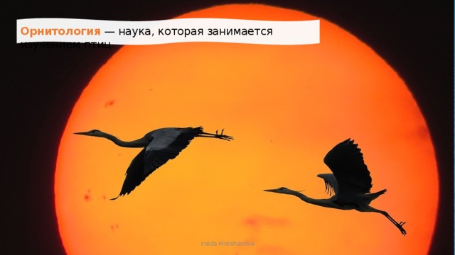 Орнитология  — наука, которая занимается изучением птиц. Iraida Mokshanova 