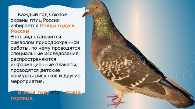  Каждый год Союзом охраны птиц России избирается Птица года в России . Этот вид становится символом природоохранной работы, по нему проводятся специальные исследования, распространяются информационные плакаты, проводятся детские конкурсы рисунков и другие мероприятия.  В 2019 году это - птица  горлица . Iraida Mokshanova 
