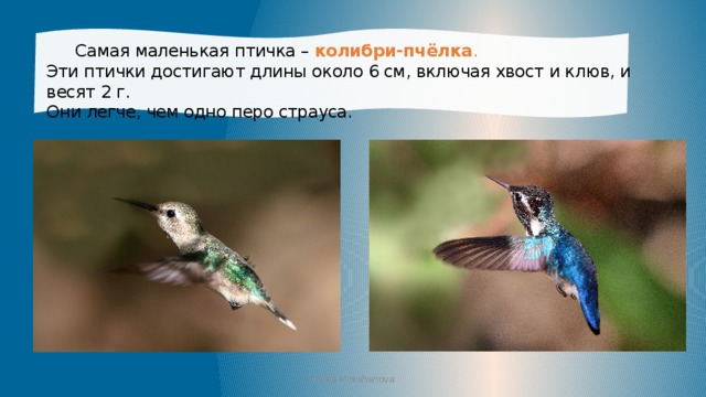  Самая маленькая птичка – колибри-пчёлка . Эти птички достигают длины около 6 см, включая хвост и клюв, и весят 2 г. Они легче, чем одно перо страуса.  Iraida Mokshanova 