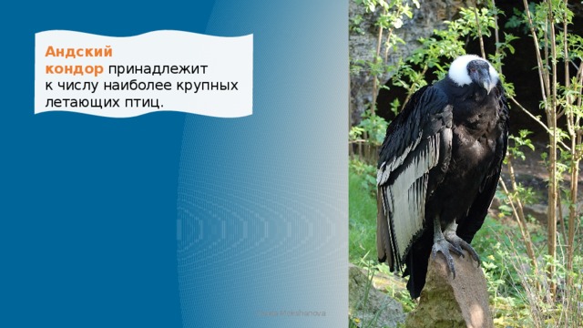 Андский кондор  принадлежит к числу наиболее крупных летающих птиц. Iraida Mokshanova 