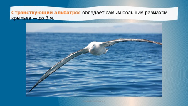 Странствующий альбатрос  обладает самым большим размахом крыльев — до 3 м. Iraida Mokshanova 