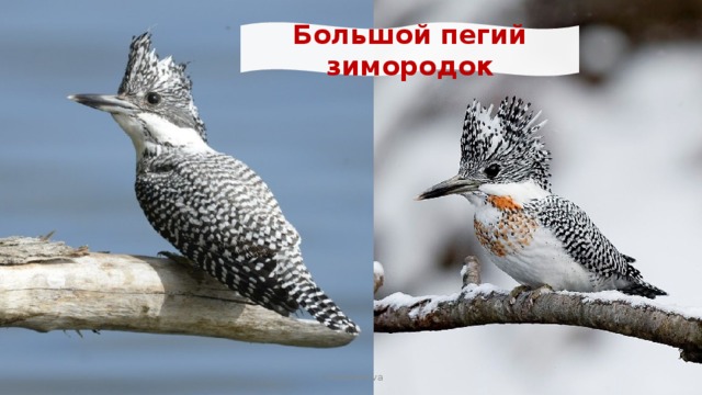 Большой пегий зимородок I. Mokshanova 