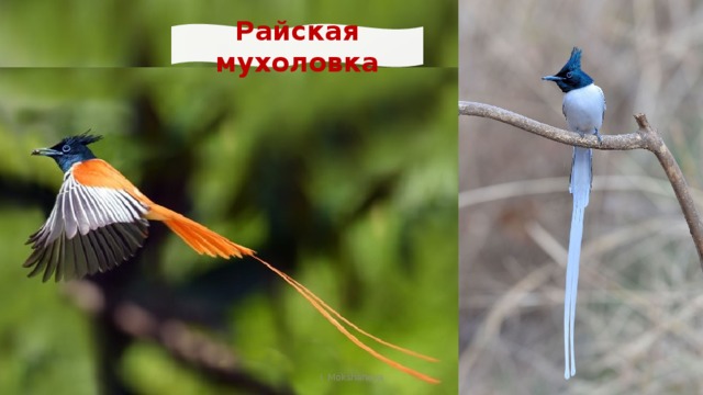 Райская мухоловка I. Mokshanova 
