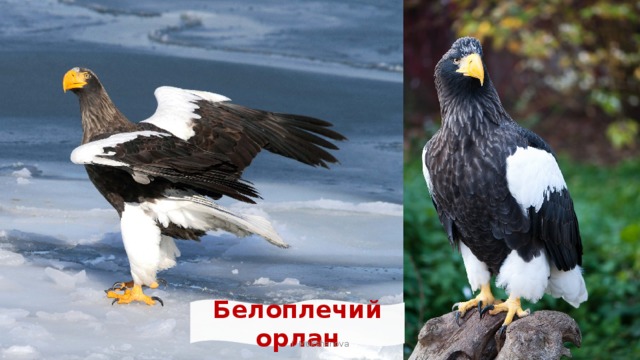 Белоплечий орлан I. Mokshanova 