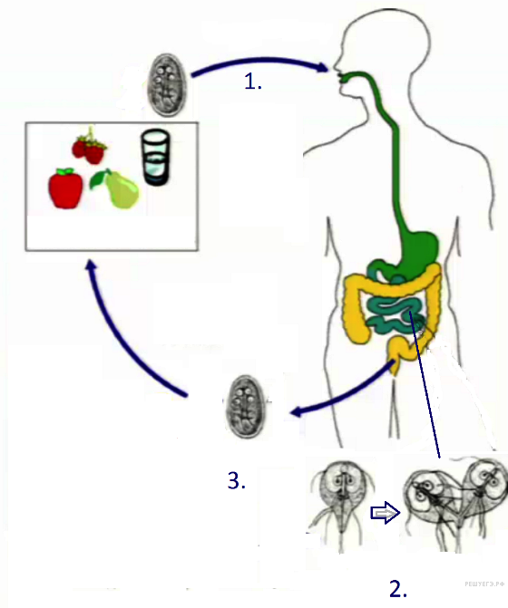 Рассмотрите рисунок на котором представлен цикл развития лямблии и ответьте на вопросы