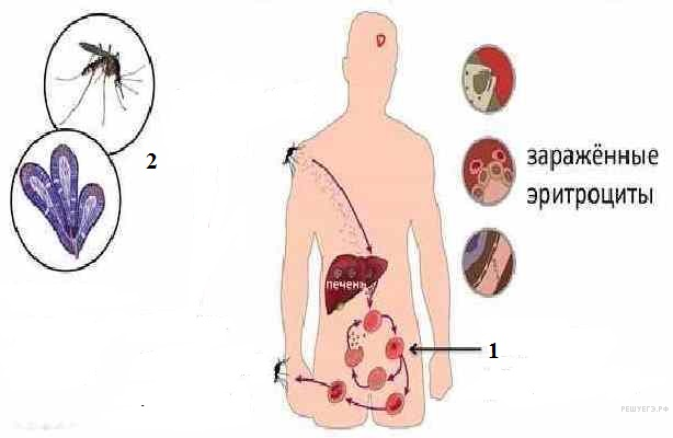 Рассмотрите рисунок на котором представлен цикл развития малярийного плазмодия и ответьте на вопросы