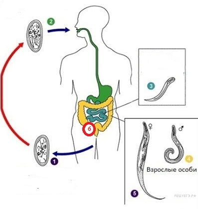 Рассмотрите рисунок на котором представлен цикл. Цикл развития острицы детской. Рисунок цикл развития аскариды и острицы. Острица детская основной и промежуточный хозяин. Цикл развития острицы детской промежуточный хозяин.