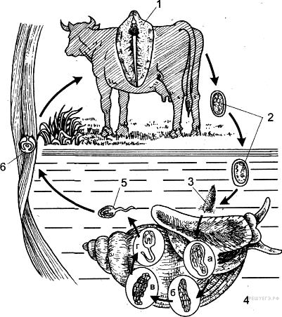Окончательный хозяин корова. ВПР цикл развития печеночного сосальщика. Цикл развития печеночного сосальщика что представляет. Цикл печеночного сосальщика рисунок. Рассмотрите цикл развития печеночного сосальщика.
