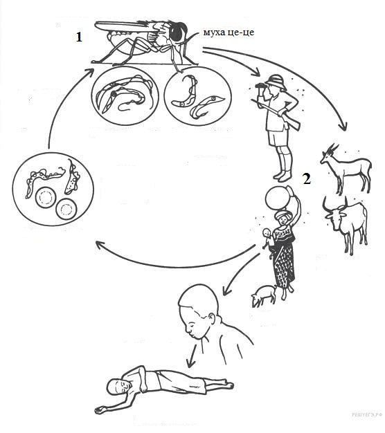 Чей цикл развития представлен на рисунке