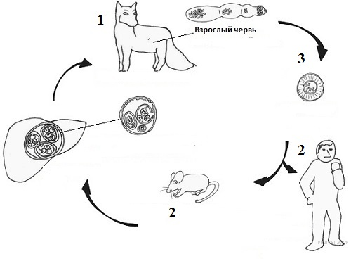 Жизненный цикл эхинококка схема с подписями
