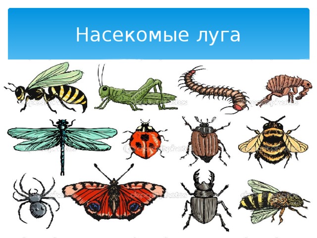 Насекомые на лугу рисунок