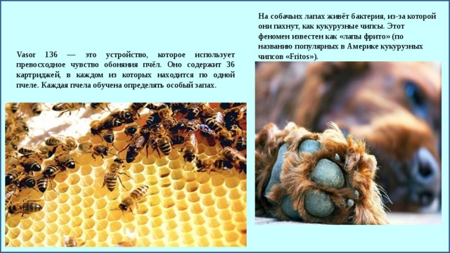 На собачьих лапах живёт бактерия, из-за которой они пахнут, как кукурузные чипсы. Этот феномен известен как «лапы фрито» (по названию популярных в Америке кукурузных чипсов «Fritos»). Vasor 136 — это устройство, которое использует превосходное чувство обоняния пчёл. Оно содержит 36 картриджей, в каждом из которых находится по одной пчеле. Каждая пчела обучена определять особый запах. 