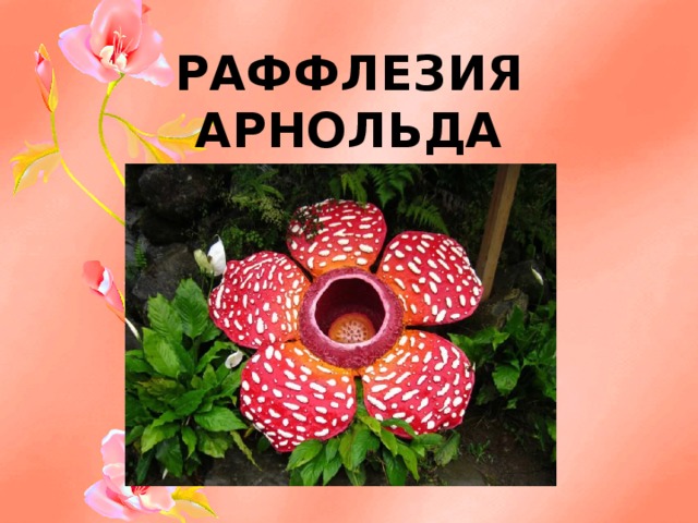 РАФФЛЕЗИЯ АРНОЛЬДА   