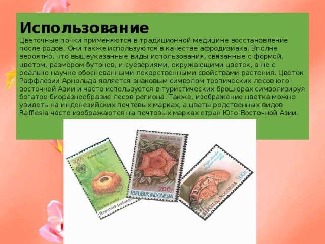 Использование  Цветочные почки применяются в традиционной медицине восстановление после родов. Они также используются в качестве афродизиака. Вполне вероятно, что вышеуказанные виды использования, связанные с формой, цветом, размером бутонов, и суевериями, окружающими цветок, а не с реально научно обоснованными лекарственными свойствами растения. Цветок Раффлезии Арнольда является знаковым символом тропических лесов юго-восточной Азии и часто используется в туристических брошюрах символизируя богатое биоразнообразие лесов региона. Также, изображение цветка можно увидеть на индонезийских почтовых марках, а цветы родственных видов Rafflesia часто изображаются на почтовых марках стран Юго-Восточной Азии.   