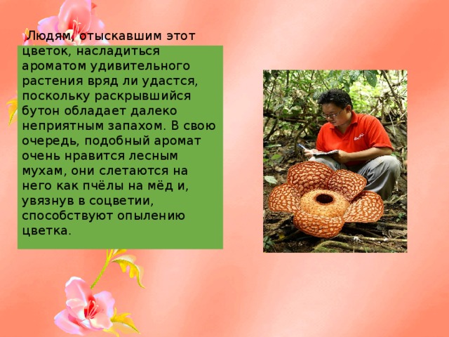  Людям, отыскавшим этот цветок, насладиться ароматом удивительного растения вряд ли удастся, поскольку раскрывшийся бутон обладает далеко неприятным запахом. В свою очередь, подобный аромат очень нравится лесным мухам, они слетаются на него как пчёлы на мёд и, увязнув в соцветии, способствуют опылению цветка.    