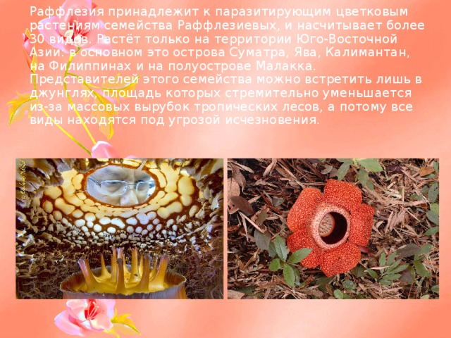 Раффлезия принадлежит к паразитирующим цветковым растениям семейства Раффлезиевых, и насчитывает более 30 видов. Растёт только на территории Юго-Восточной Азии: в основном это острова Суматра, Ява, Калимантан, на Филиппинах и на полуострове Малакка. Представителей этого семейства можно встретить лишь в джунглях, площадь которых стремительно уменьшается из-за массовых вырубок тропических лесов, а потому все виды находятся под угрозой исчезновения.    