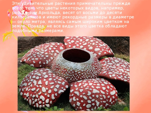Эти удивительные растения примечательны прежде всего тем, что цветы некоторых видов, например, раффлезии Арнольда, весят от восьми до десяти килограммов и имеют рекордные размеры в диаметре — около метра, являясь самым широким цветком на земле. Правда, не все виды этого цветка обладают подобными размерами.     