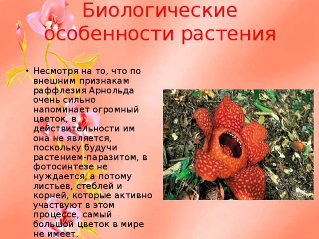  Биологические особенности растения    Несмотря на то, что по внешним признакам раффлезия Арнольда очень сильно напоминает огромный цветок, в действительности им она не является, поскольку будучи растением-паразитом, в фотосинтезе не нуждается, а потому листьев, стеблей и корней, которые активно участвуют в этом процессе, самый большой цветок в мире не имеет.    
