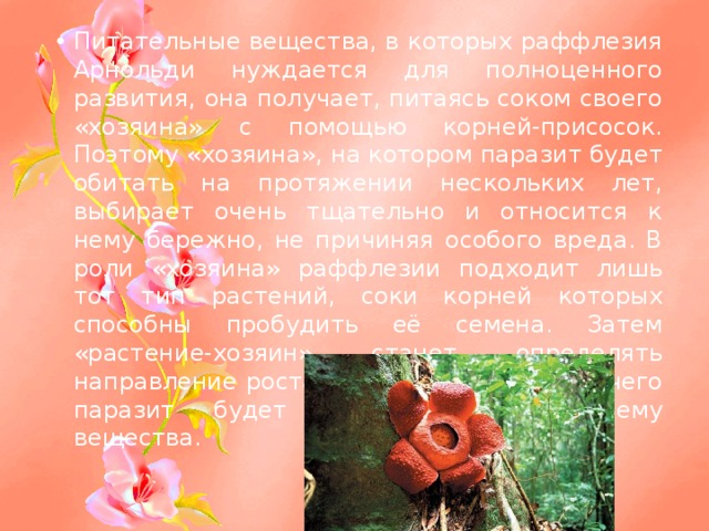 Питательные вещества, в которых раффлезия Арнольди нуждается для полноценного развития, она получает, питаясь соком своего «хозяина» с помощью корней-присосок. Поэтому «хозяина», на котором паразит будет обитать на протяжении нескольких лет, выбирает очень тщательно и относится к нему бережно, не причиняя особого вреда. В роли «хозяина» раффлезии подходит лишь тот тип растений, соки корней которых способны пробудить её семена. Затем «растение-хозяин» станет определять направление роста присосок, с помощью чего паразит будет забирать нужные ему вещества.    