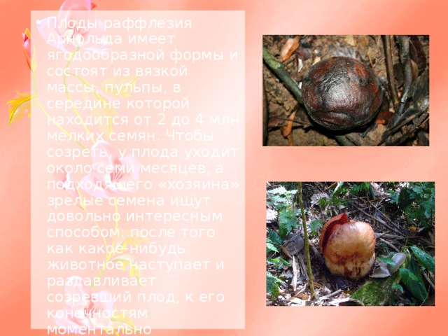 Плоды раффлезия Арнольда имеет ягодообразной формы и состоят из вязкой массы, пульпы, в середине которой находится от 2 до 4 млн мелких семян. Чтобы созреть, у плода уходит около семи месяцев, а подходящего «хозяина» зрелые семена ищут довольно интересным способом: после того как какое-нибудь животное наступает и раздавливает созревший плод, к его конечностям моментально прилипают семена, которые тем самым начинают «поиск» подходящего растения. Везёт, правда, не всем.      